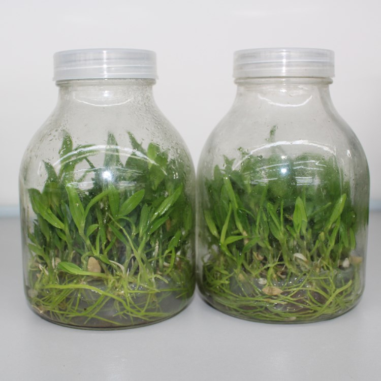 240ml 350ml 650ml clear plant tissue culture glass jar with plastic cap