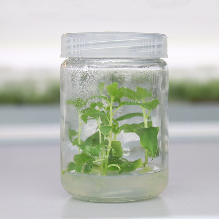 240ml 350ml 650ml clear plant tissue culture glass jar with plastic cap