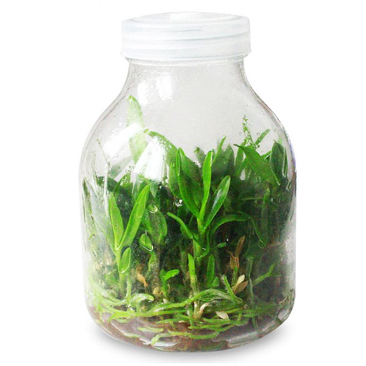 wholesale 650ml professional transparent plant tissue culture glass jar with plastic cap