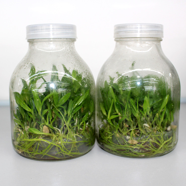 wholesale 650ml professional transparent plant tissue culture glass jar with plastic cap